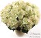 2 Pack of Lush Green & Pink Hydrangea Silk Flowers - Enchanting Artificial Plants for Home, Wedding, and Event Decor - Popular & Graceful Design, Floral Home by Artificial Flowers